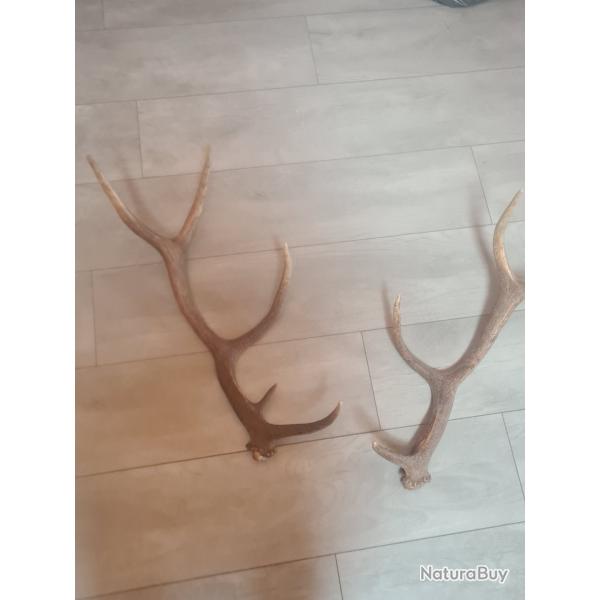Bois de cerf