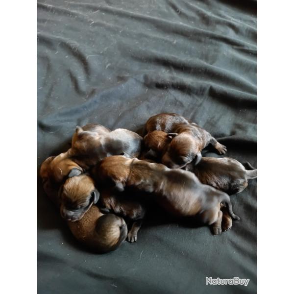 A Rserver 7 chiots teckels mles ou femelles  parents chasseurs sangliers