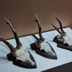 3 TROPHEE CHEVREUIL BROCARD TAXIDERMIE CHASSE