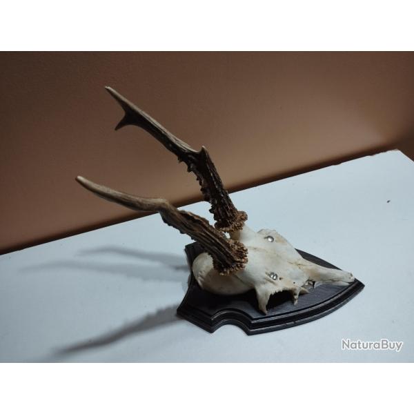 TROPHEE CHEVREUIL BROCARD PARTICULIER TAXIDERMIE CHASSE