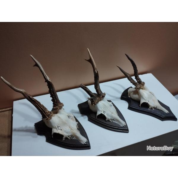 3 TROPHEE CHEVREUIL BROCARD TAXIDERMIE CHASSE