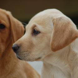 Chiots labradors chasse/travail/compétition