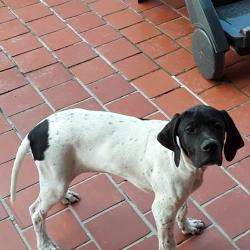 Pointer