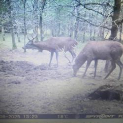 Action chasse gros gibier ( dep 21 )FORET DOMANIALE DU POCHON