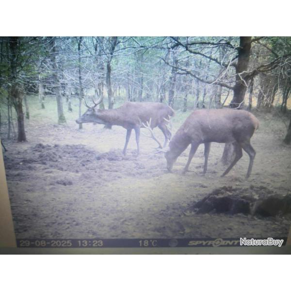 Action chasse gros gibier ( dep 21 )FORET DOMANIALE DU POCHON