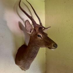 Trophée de cerf naturalisé