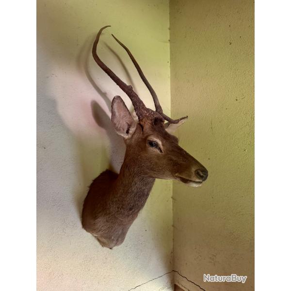 Trophe de cerf naturalis