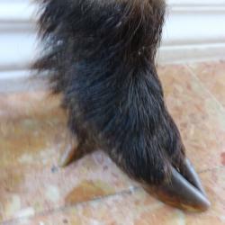 pot a crayon dans une patte de sanglier (1)