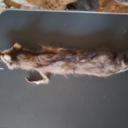 Peau de raton laveur ; Procyon lotor