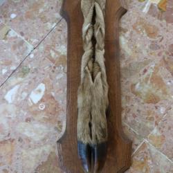 trophee pied patte d' honneur CERF 128kg CLAIREMBAULT chasse (1) 1994