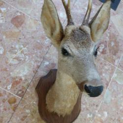 Trophee massacre tete de CHEVREUIL sur ecusson CHASSE