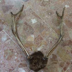 trophee massacre CRANE DE CERF AVEC BOIS 8 cors