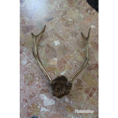Belle Paire De Bois De Cerf 10 Cors - Envergure 81 Cm - Occasion Déco Chasse