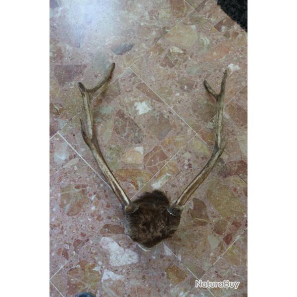 trophee massacre CRANE DE CERF AVEC BOIS 8 cors