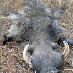 Séjour de chasse au SENEGAL