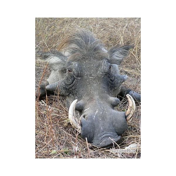 Sjour de chasse au SENEGAL