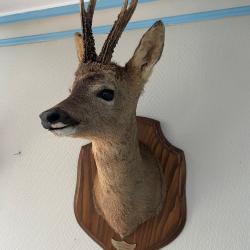Taxidermie chevreuil