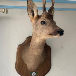 Taxidermie chevreuil