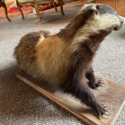 Taxidermie blaireau