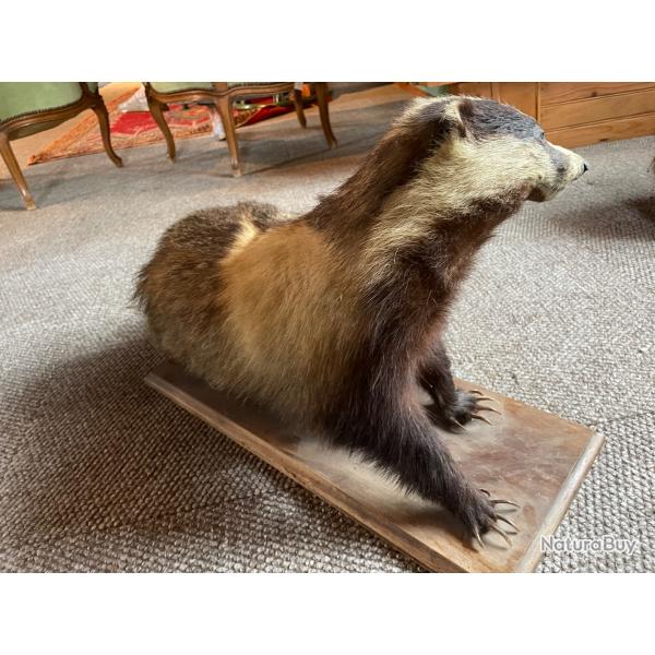 Taxidermie blaireau