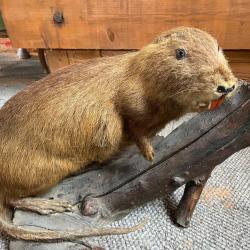 Taxidermie ragondin