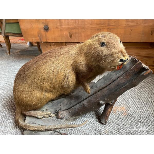 Taxidermie ragondin