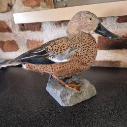 Rare taxidermie d'un canard spatule