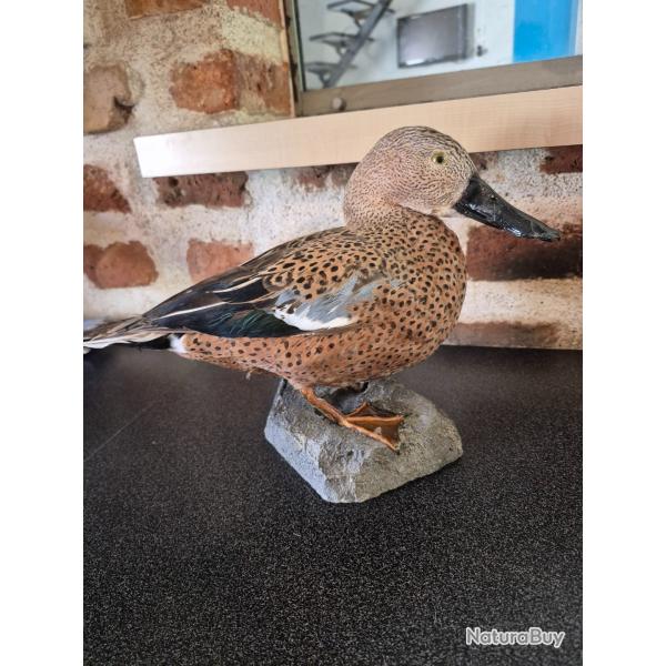 Rare taxidermie d'un canard spatule