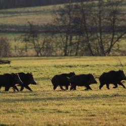 ACTION CHASSE GRAND GIBIERS YONNE AILLANT SUR THOLON