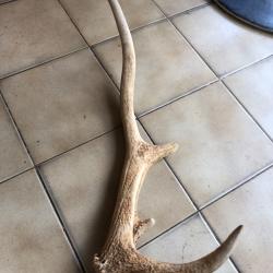 Bois de cerf
