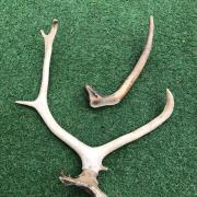 Les bois du Cerf - Fédération Départementale des Chasseurs de l'Isère
