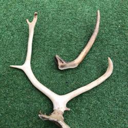 Bois de cerf Pour couteliers ou autre