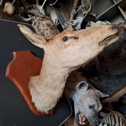 Taxidermie de biche