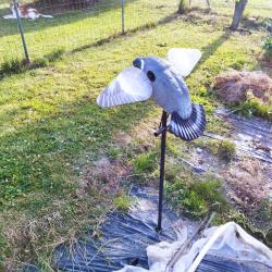 Pigeon ailes tournantes lucky duck