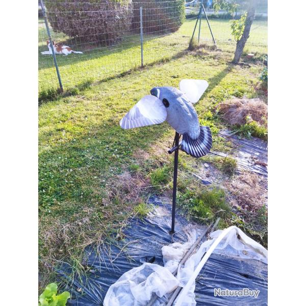 Pigeon ailes tournantes lucky duck