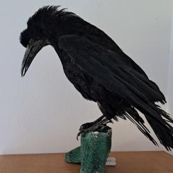 Corbeau