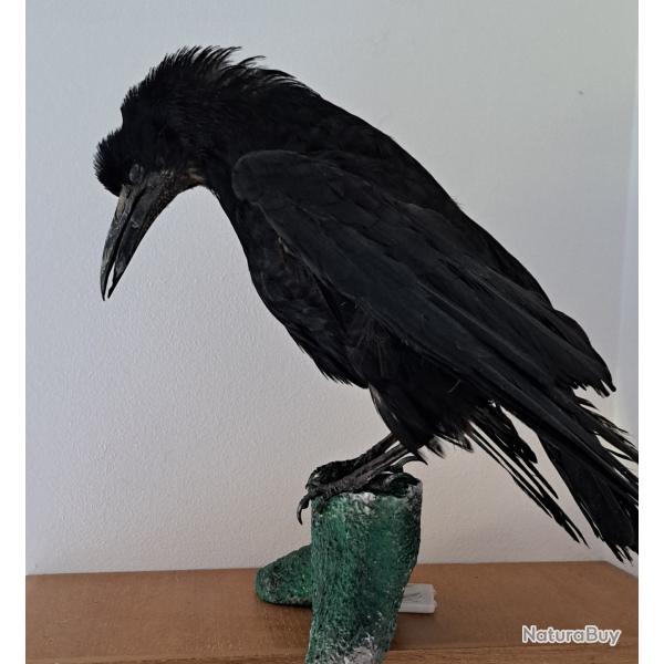 Corbeau