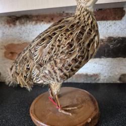 Rare oiseau sud-americain - Tinamou de Darwin