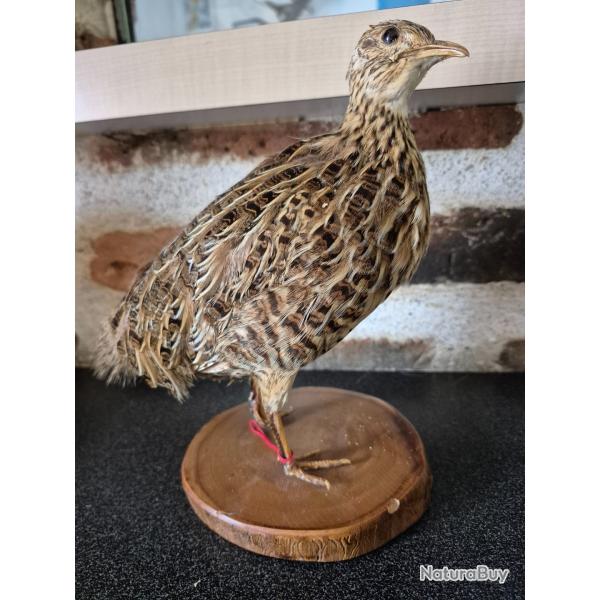 Rare oiseau sud-americain - Tinamou de Darwin