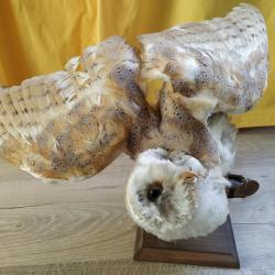 Taxidermie Chouette effraie des clochers