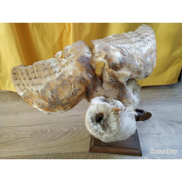 Taxidermie Chouette effraie des clochers