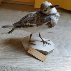 Taxidermie Tournepierre à collier