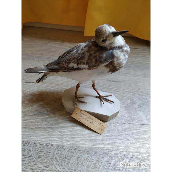 Taxidermie Tournepierre  collier