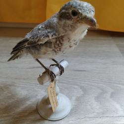 Taxidermie Pie grièche écorcheur