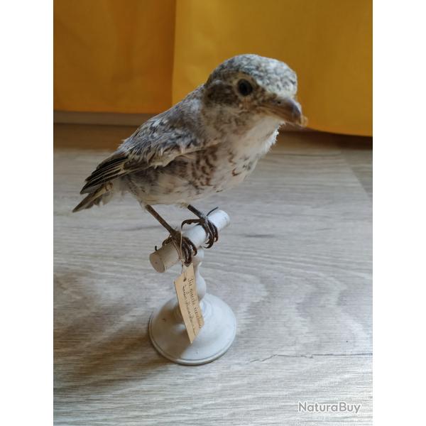 Taxidermie Pie griche corcheur