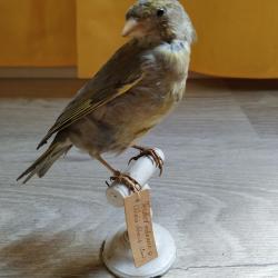 Taxidermie Verdier ordinaire
