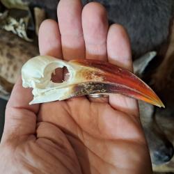 Crâne de calao à bec rouge ; Tockus erythrorhynchus #6