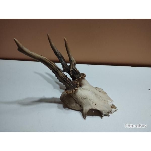 1 TROPHEE CHEVREUIL BROCARD PARTICULIER TAXIDERMIE CHASSE