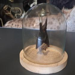 Chauve-souris sous cloche ; Kerivoula papillosa