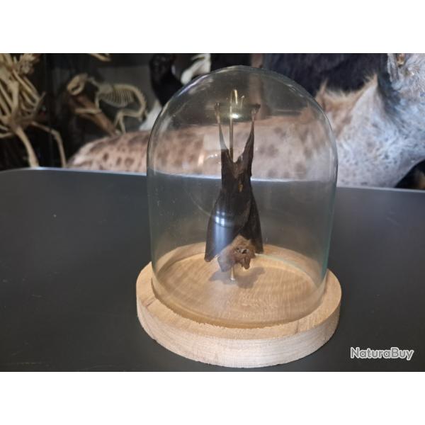 Chauve-souris sous cloche ; Kerivoula papillosa